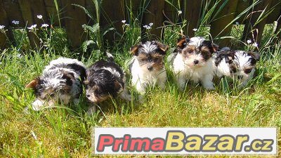 Biewer yorkshire terrier - štěňátka s PP – fotografie 3