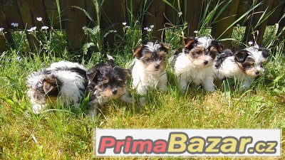 Biewer yorkshire terrier - štěňátka s PP – fotografie 4