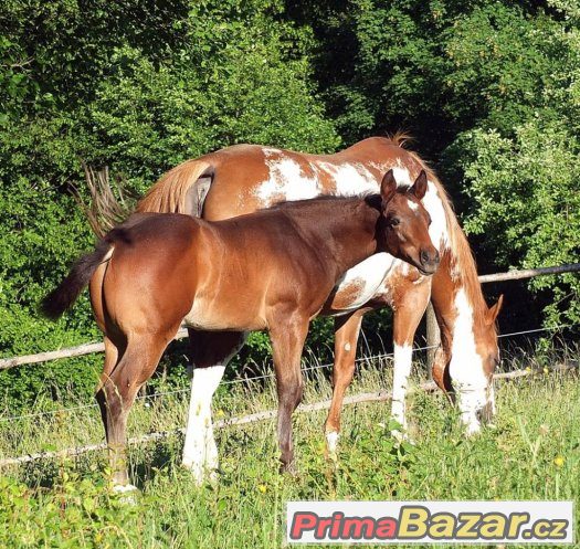 Prodám pleasure APH hřebečka – fotografie 1