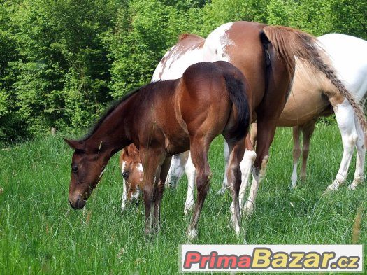 Prodám pleasure APH hřebečka – fotografie 3