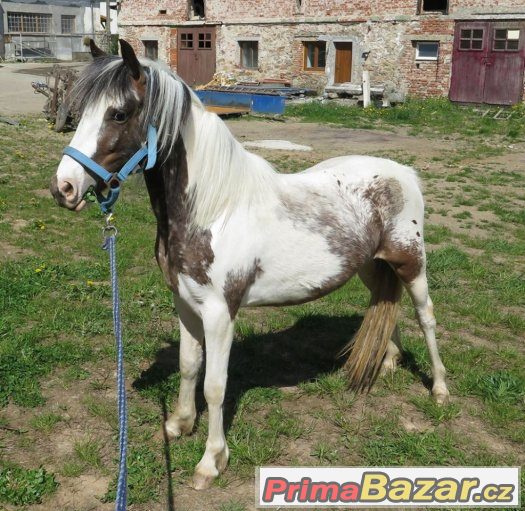 Prodám krásnou klisnu WPB – fotografie 3
