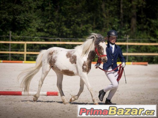 Prodám krásnou klisnu WPB – fotografie 5