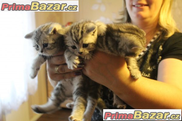 Britská Whiskas mramorovaná koťátka s PP nabídka
