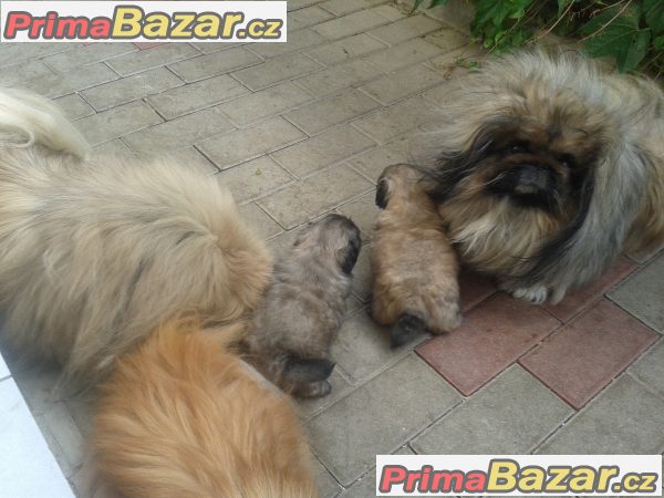 Pekinéz – fotografie 3
