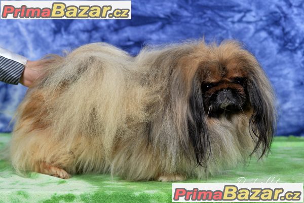 Pekinéz – fotografie 4