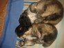 Pekinéz