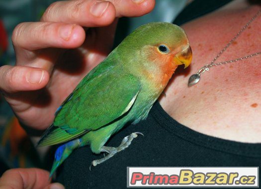 Ručně dokrmený agapornis růžohrdlý – fotografie 4
