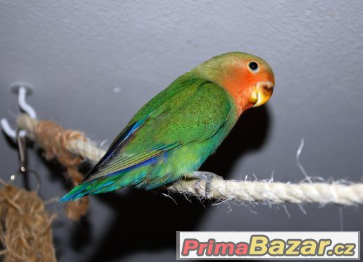 Ručně dokrmený agapornis růžohrdlý – fotografie 5