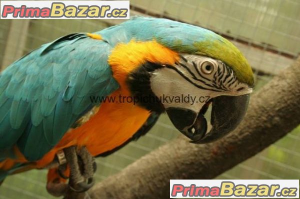 Tropic Hukvaldy - Exotická zvířata – fotografie 1
