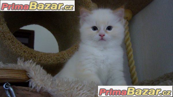 Kocourek Ragdoll S PP – fotografie 1