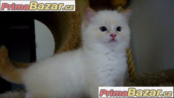 Kocourek Ragdoll S PP – fotografie 3