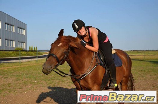 ZDARMA Nabízím ježdění konich obec Zbraslavice – fotografie 1