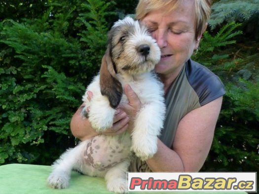 VELKÝ HRUBOSRSTÝ VENDEESKÝ BASSET – fotografie 3