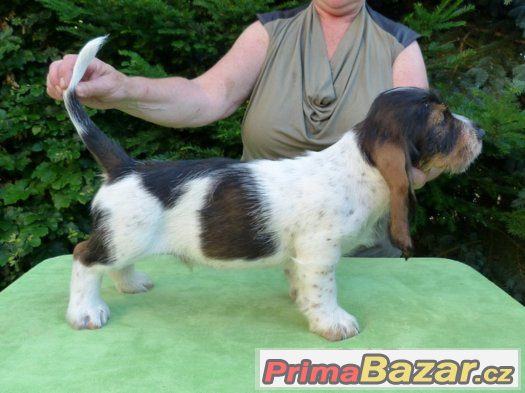 VELKÝ HRUBOSRSTÝ VENDEESKÝ BASSET – fotografie 4