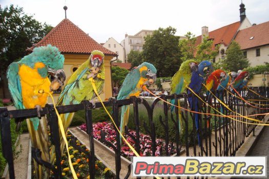Zážitek s 9 ary ZDARMA za vysvědčení k promoci,... – fotografie 1