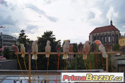 Zážitek s 9 ary ZDARMA za vysvědčení k promoci,... – fotografie 3