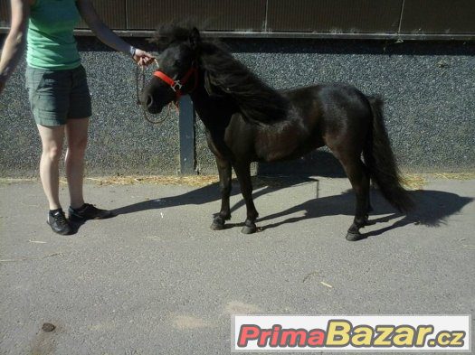Prodám klisny v typu mini pony - import Holandsko – fotografie 3