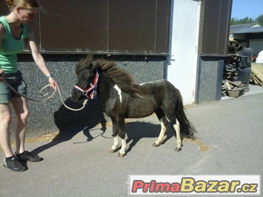 Prodám klisny v typu mini pony - import Holandsko – fotografie 4
