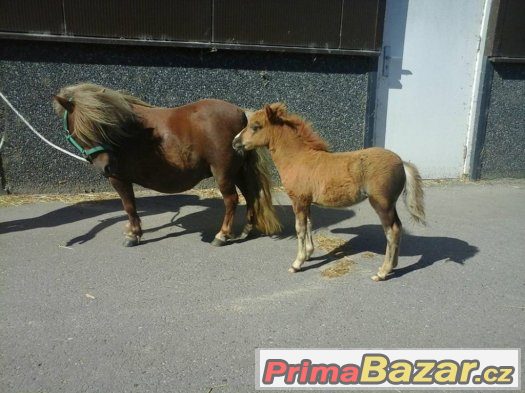 Prodám klisny v typu mini pony - import Holandsko – fotografie 5