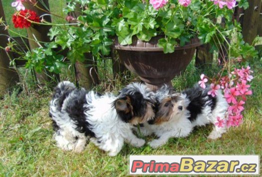 Biewer yorkshire terrier - štěňátka s PP – fotografie 1