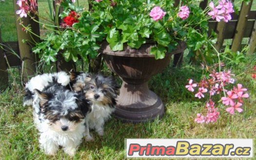 Biewer yorkshire terrier - štěňátka s PP – fotografie 2