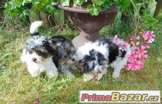 Biewer yorkshire terrier - štěňátka s PP – fotografie 3