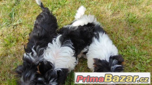 Biewer yorkshire terrier - štěňátka s PP – fotografie 4