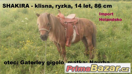 Prodám klisnu v typu mini - ponny, import Holandsko – fotografie 1