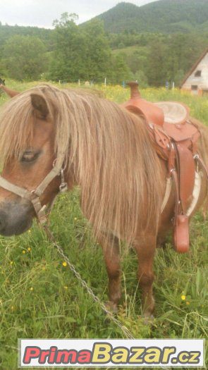 Prodám klisnu v typu mini - ponny, import Holandsko – fotografie 2