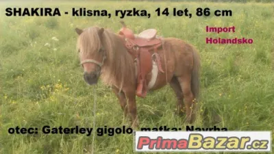 Prodám klisnu v typu mini - ponny, import Holandsko