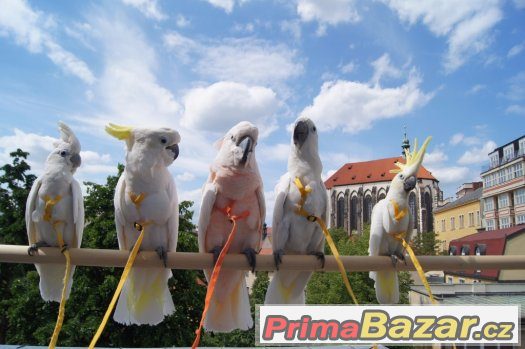 Zážitek - papoušci ara, kakadu, žako, eklektus – fotografie 3