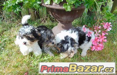 Biewer yorkshire terrier - štěňátka s PP – fotografie 3