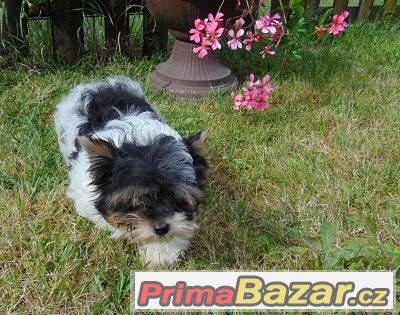 Biewer yorkshire terrier - štěňátka s PP – fotografie 4