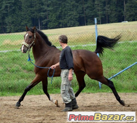 Prodám valacha, 6 let - TROPICAL TEN - 70 000 Kč – fotografie 1