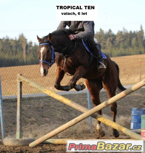 Prodám valacha, 6 let - TROPICAL TEN - 70 000 Kč – fotografie 2