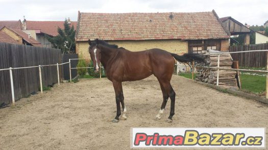 Prodám valacha, 6 let - TROPICAL TEN - 70 000 Kč – fotografie 5