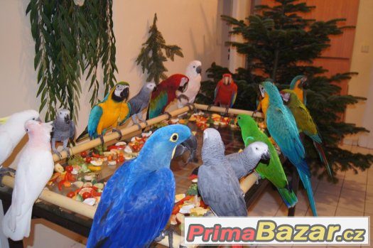 Zážitek s ochočenými papoušky ara, kakadu, žako, eklektus – fotografie 4