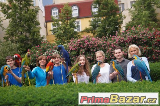 Zážitek s ochočenými papoušky ara, kakadu, žako, eklektus – fotografie 5
