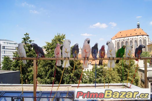 DÁREK  ZA VYSVĚDČENÍ  - Zážitek s 9 ary ZDARMA – fotografie 3