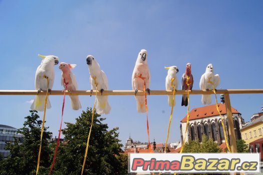 DÁREK  ZA VYSVĚDČENÍ  - Zážitek s 9 ary ZDARMA – fotografie 4