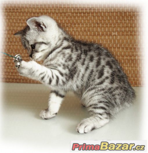 Britská stříbřitá koťátka (silver spotted, blotched tabby) – fotografie 1