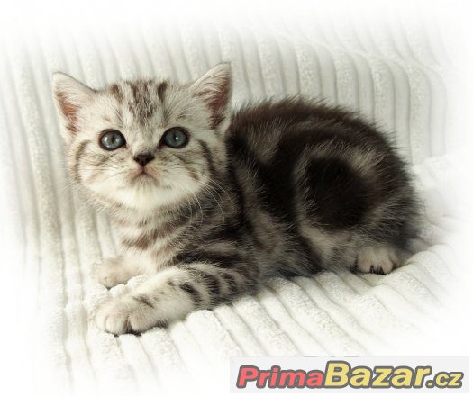 Britská stříbřitá koťátka (silver spotted, blotched tabby) – fotografie 2