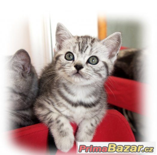 Britská stříbřitá koťátka (silver spotted, blotched tabby) – fotografie 3