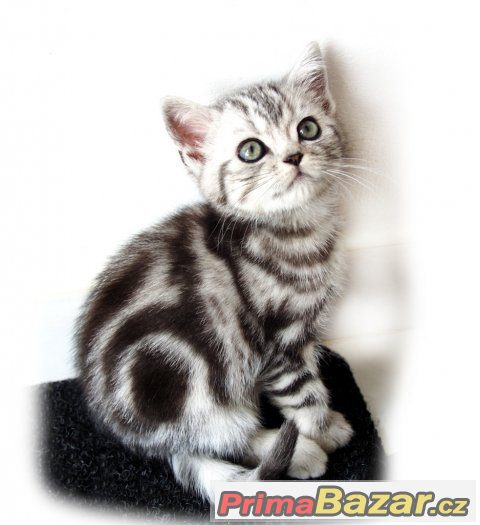 Britská stříbřitá koťátka (silver spotted, blotched tabby) – fotografie 4