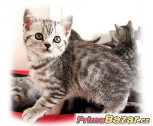 Britská stříbřitá koťátka (silver spotted, blotched tabby) – fotografie 5