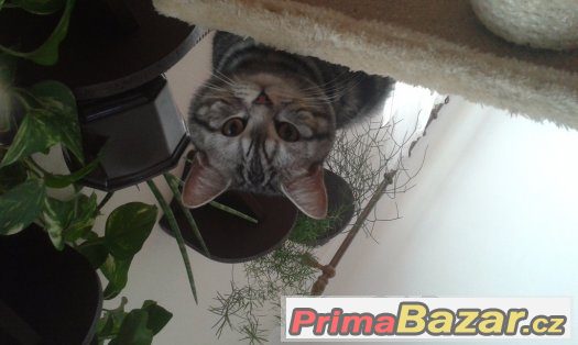 Britský whiskas ke krytí – fotografie 1