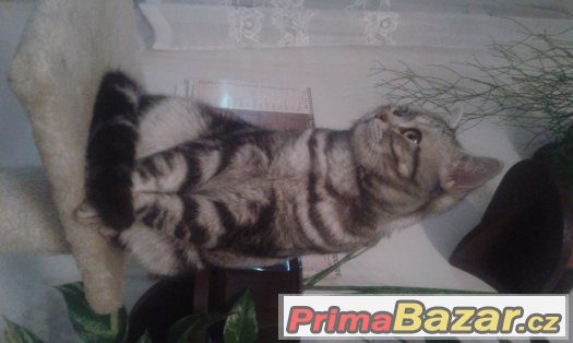 Britský whiskas ke krytí – fotografie 2