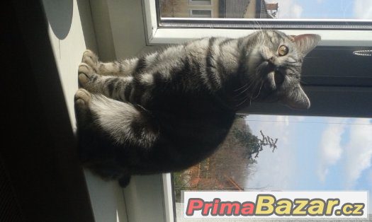 Britský whiskas ke krytí – fotografie 3