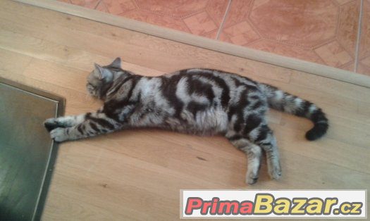Britský whiskas ke krytí – fotografie 4