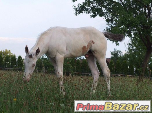Prodám APH hřebečka – fotografie 5